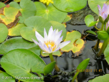 <h5>Water lily</h5>
