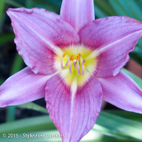 <h5>Day lily</h5>