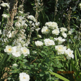 <h5>Rose & Watsonias</h5>