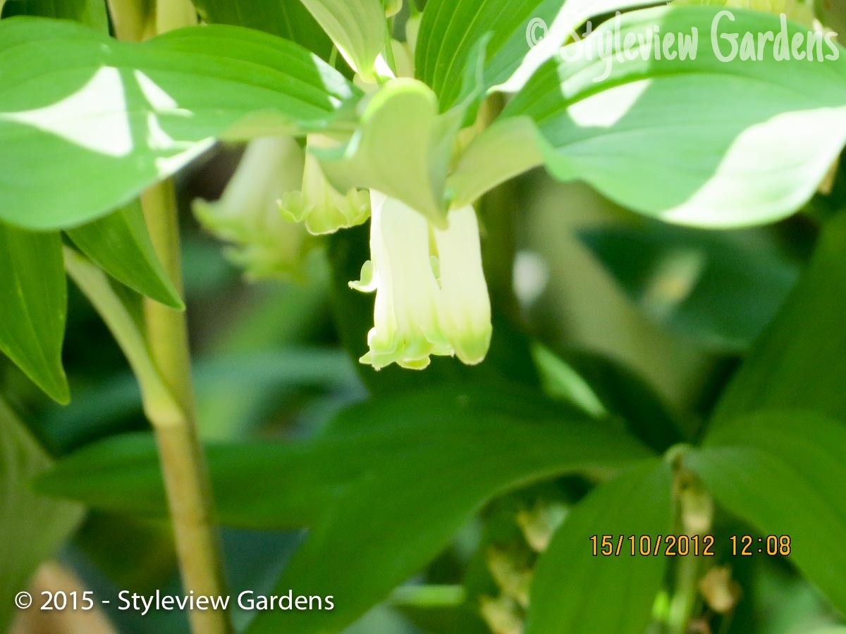 Solomon's seal